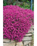 Обрієта гібридна `Каскад Пінк` | Aubrieta hybrida `Cascade Pink` | Обриета гибридная `Каскад Пинк` 